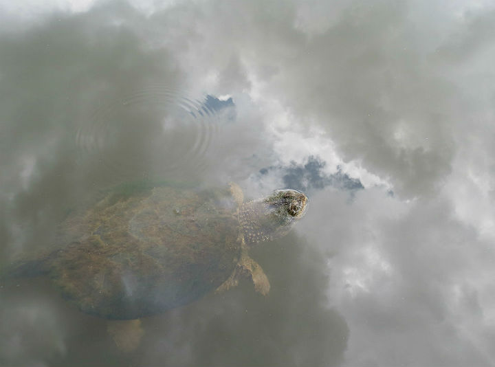 Common Snapping Turtle